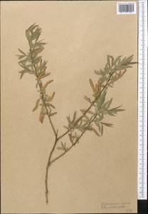 Salix capusii Franch., Middle Asia, Western Tian Shan & Karatau (M3) (Not classified)