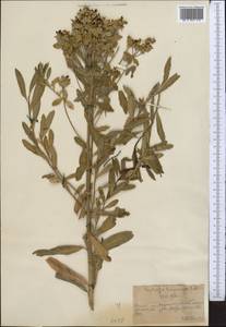 Euphorbia lamprocarpa (Prokh.) Prokh., Middle Asia, Northern & Central Tian Shan (M4) (Kazakhstan)