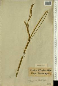 Moraea fugax (D.Delaroche) Jacq., Africa (AFR) (South Africa)