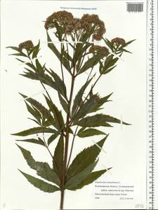 Eupatorium cannabinum L., Eastern Europe, Central region (E4) (Russia)