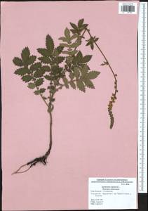 Agrimonia eupatoria L., Eastern Europe, Central region (E4) (Russia)