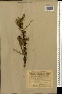 Caragana grandiflora (M.Bieb.)DC., Caucasus, Armenia (K5) (Armenia)