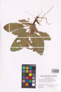 MHA 0 156 086, Salvia aethiopis L., Eastern Europe, Lower Volga region (E9) (Russia)
