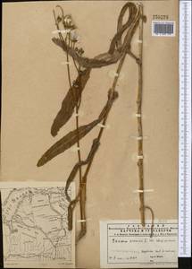 Sonchus arvensis subsp. uliginosus (M. Bieb.) Nyman, Middle Asia, Muyunkumy, Balkhash & Betpak-Dala (M9) (Kazakhstan)