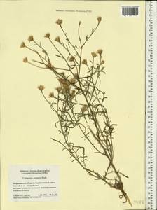 Centaurea arenaria M. Bieb. ex Willd., Eastern Europe, Lower Volga region (E9) (Russia)