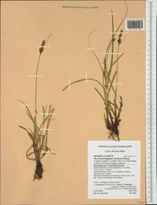 Carex disticha Huds., Western Europe (EUR) (United Kingdom)