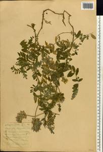 Astragalus cicer L., Eastern Europe, Eastern region (E10) (Russia)