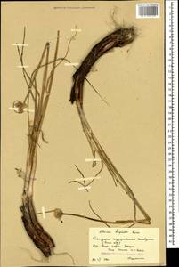Allium saxatile M.Bieb. , nom. cons. prop., Caucasus, Krasnodar Krai & Adygea (K1a) (Russia)