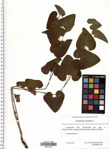 Aristolochia clematitis L., Eastern Europe, Middle Volga region (E8) (Russia)
