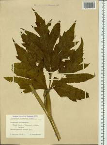 Heracleum dissectum Ledeb., Siberia, Altai & Sayany Mountains (S2) (Russia)