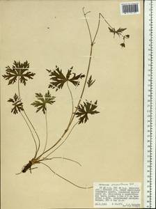 Geranium erianthum DC., Siberia, Russian Far East (S6) (Russia)