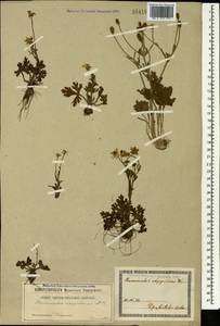 Ranunculus oxyspermus Willd., Caucasus, Georgia (K4) (Georgia)