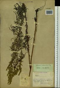 Artemisia umbrosa Turcz. ex DC., Siberia, Russian Far East (S6) (Russia)