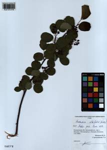Amelanchier alnifolia (Nutt.) Nutt., Siberia, Altai & Sayany Mountains (S2) (Russia)