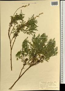 Artemisia gmelinii Weber ex Stechm., Mongolia (MONG) (Mongolia)