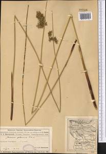 Juncus inflexus subsp. brachytepalus (V. I. Krecz. & Gontsch.) Novikov, Middle Asia, Muyunkumy, Balkhash & Betpak-Dala (M9) (Kazakhstan)