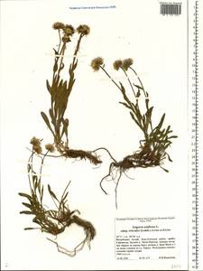 Erigeron eriocalyx (Ledeb.) Vierh., Siberia, Altai & Sayany Mountains (S2) (Russia)