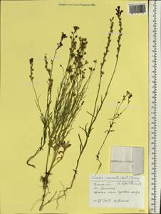 Linaria incarnata (Vent.) Spreng., Eastern Europe, Central region (E4) (Russia)