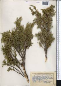 Juniperus pseudosabina Fisch. & C.A.Mey., Middle Asia, Dzungarian Alatau & Tarbagatai (M5) (Kazakhstan)