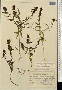 Melampyrum caucasicum Bunge, Caucasus, Georgia (K4) (Georgia)