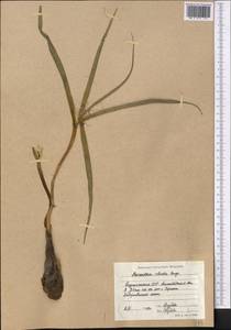 Colchicum robustum (Bunge) Stef., Middle Asia, Karakum (M6) (Turkmenistan)