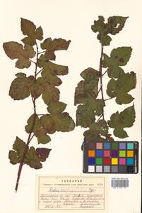 Rubus crataegifolius Bunge, Siberia, Russian Far East (S6) (Russia)