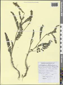 Astragalus falcatus Lam., Caucasus, Stavropol Krai, Karachay-Cherkessia & Kabardino-Balkaria (K1b) (Russia)