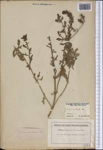 Verbena bracteata Cav. ex Lag. & Rodr., America (AMER) (United States)
