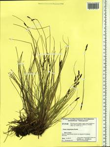 Carex meyeriana Kunth, Siberia, Central Siberia (S3) (Russia)