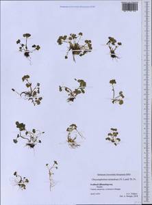 Chrysosplenium tetrandrum (N. Lund) Th. Fr., Western Europe (EUR) (Svalbard and Jan Mayen)