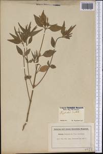 Euphorbia dentata Michx., America (AMER) (United States)