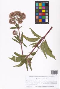 Eupatorium cannabinum L., Eastern Europe, Moscow region (E4a) (Russia)