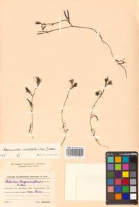 Ranunculus confervoides (Fr.) Fr., Siberia, Russian Far East (S6) (Russia)