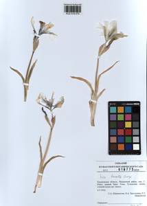 KUZ 018 075, Iris humilis Georgi, Siberia, Altai & Sayany Mountains (S2) (Russia)