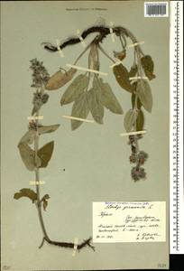 Stachys germanica L., Crimea (KRYM) (Russia)