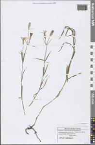 Dianthus chinensis L., Eastern Europe, Middle Volga region (E8) (Russia)