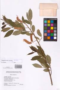 Salix triandra L., Eastern Europe, Central region (E4) (Russia)