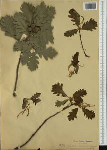 Quercus pyrenaica Willd., Western Europe (EUR) (Italy)