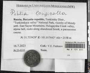 Pohlia longicolla (Hedw.) Lindb., Bryophytes, Bryophytes - Baikal & Transbaikal regions (B18) (Russia)