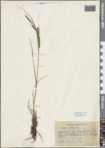 Carex acuta L., Siberia, Baikal & Transbaikal region (S4) (Russia)