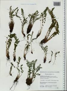 Woodsia ilvensis (L.) R. Br., Siberia, Baikal & Transbaikal region (S4) (Russia)