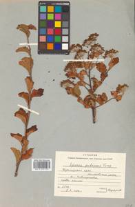 Spiraea ouensanensis H. Lév., Siberia, Russian Far East (S6) (Russia)