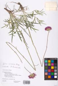 Jurinea arachnoidea Bunge, Eastern Europe, Central forest-and-steppe region (E6) (Russia)