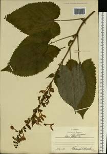 Salvia glutinosa L., Eastern Europe, Moscow region (E4a) (Russia)