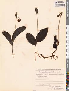 Cypripedium guttatum Sw., Siberia, Yakutia (S5) (Russia)