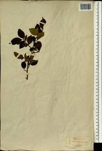 Ilex serrata Thunb., South Asia, South Asia (Asia outside ex-Soviet states and Mongolia) (ASIA) (Japan)