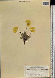 Papaver leucotrichum Tolm., Siberia, Central Siberia (S3) (Russia)