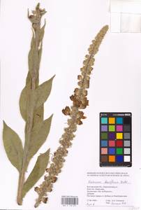 MHA 0 158 851, Verbascum densiflorum Bertol., Eastern Europe, Central forest-and-steppe region (E6) (Russia)