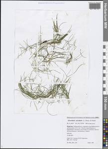 Eleocharis acicularis (L.) Roem. & Schult., Siberia, Baikal & Transbaikal region (S4) (Russia)