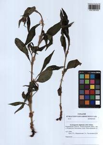 Koenigia alpina (All.) T. M. Schust. & Reveal, Siberia, Altai & Sayany Mountains (S2) (Russia)